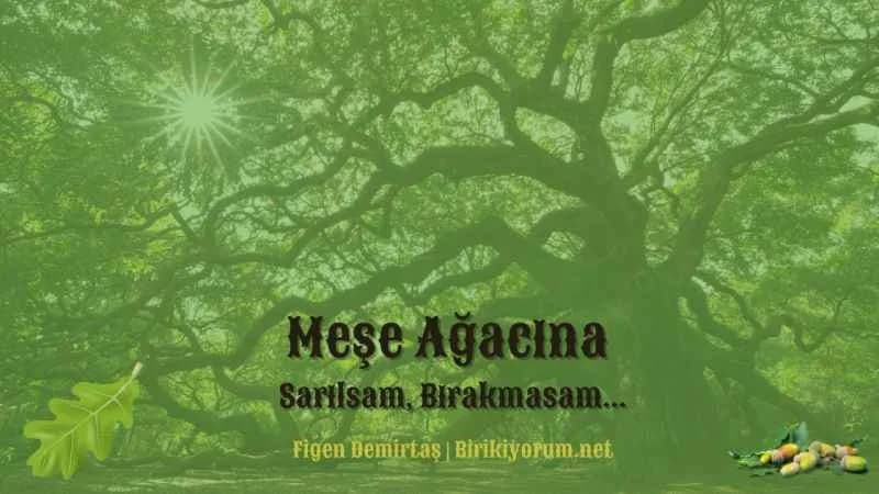 Meşe Ağacına Sarılsam, Bırakmasam…