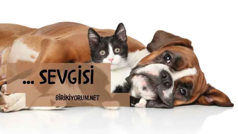 Hayvan Sevgisi Kedili Kadınlar ve Köpekli Adamlar