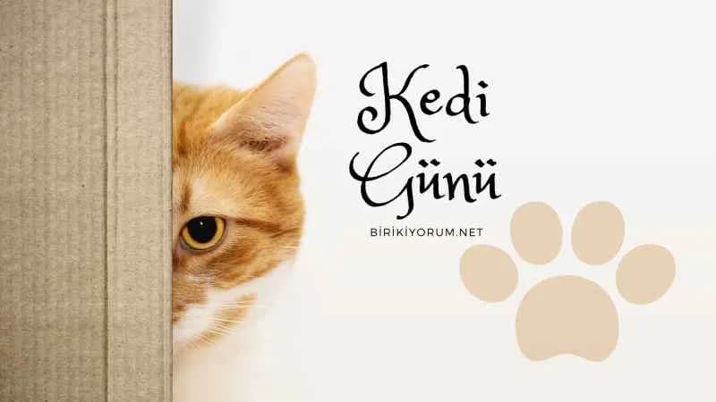 Kedi dedi ki; Bugün benim günüm.