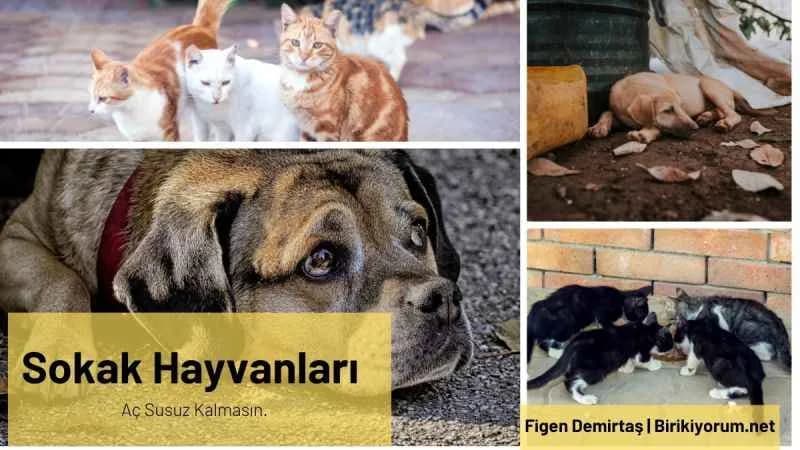 Sokak Hayvanları Aç Susuz Kalmasın.