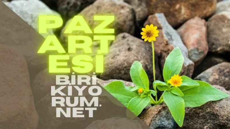 Pazartesi Hafta Başı Mutlu Haftalar